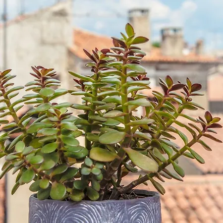 Apartment 10 Veliki Trg Izola